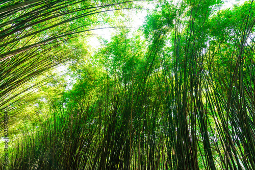 Bamboo in the forest on nature background