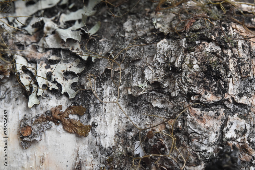 tree bark texture moss on a tree texture
tree bark texture moss on a tree texture