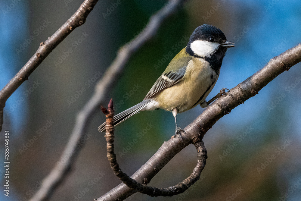Fototapeta premium シジュウカラ