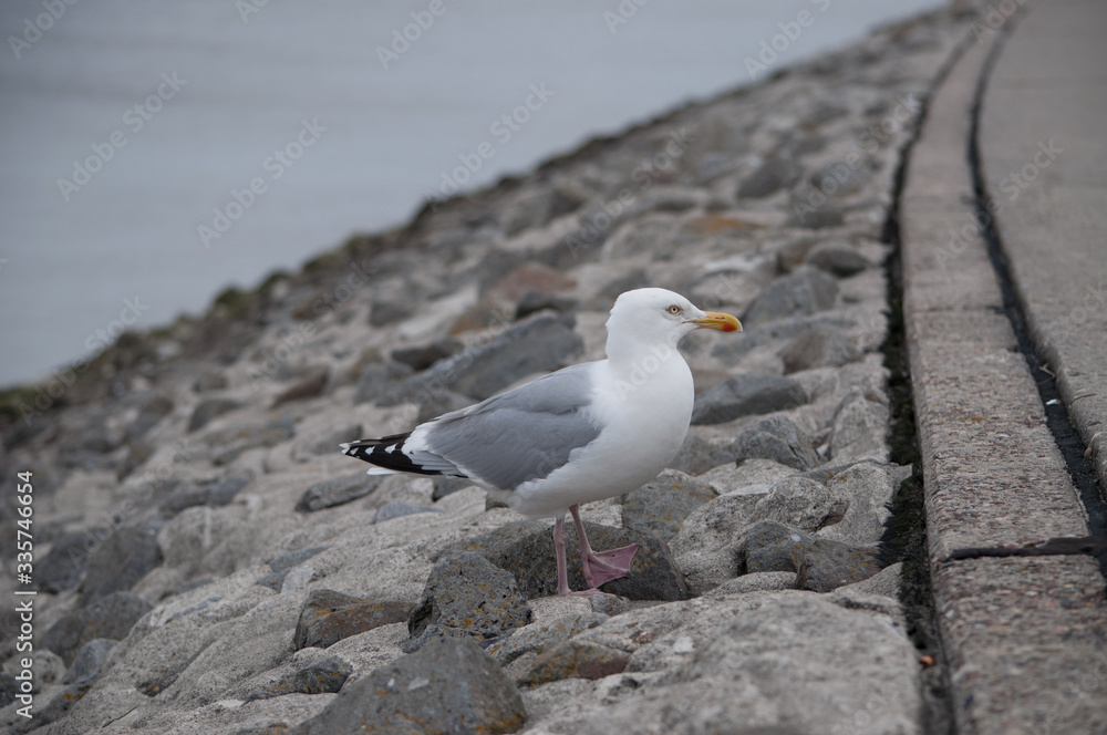 Obraz premium Birds in nature