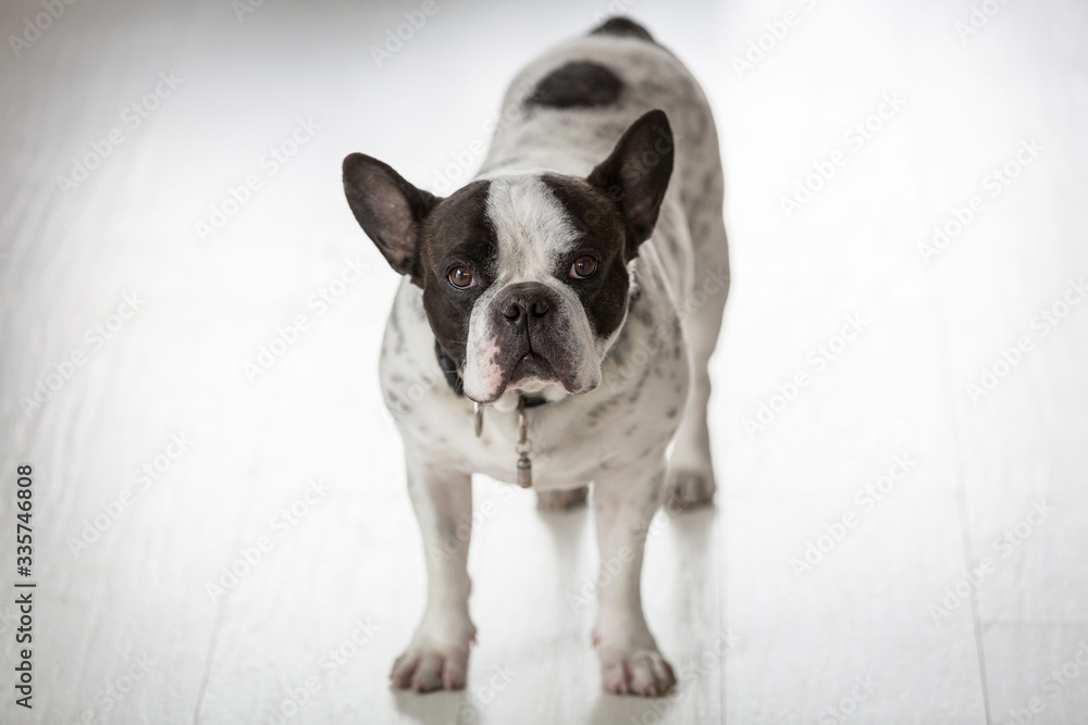Adorable french bulldog standing on the floor at home Adorable french bulldog standing on the floor at home