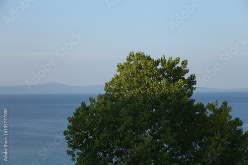 Tree - Water