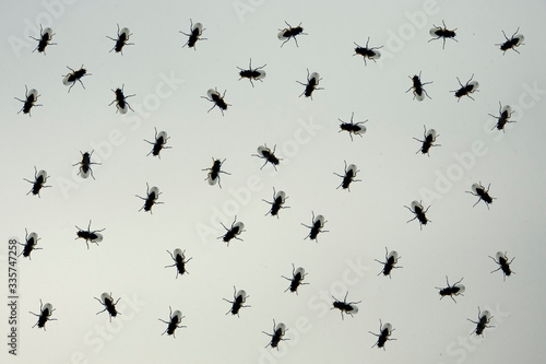 flies on glass  pattern