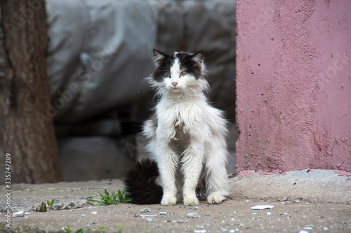 Photography sick and unhappy street cat