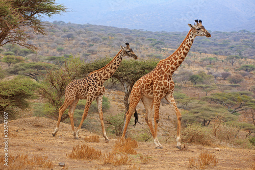 Giraffen © Andreas Edelmann