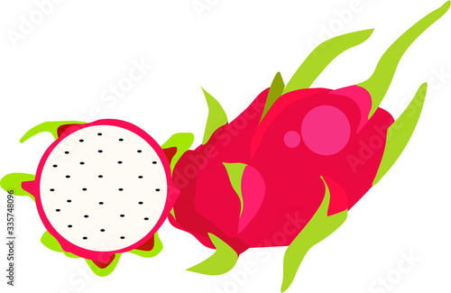 vector illustration of dradon fruit.