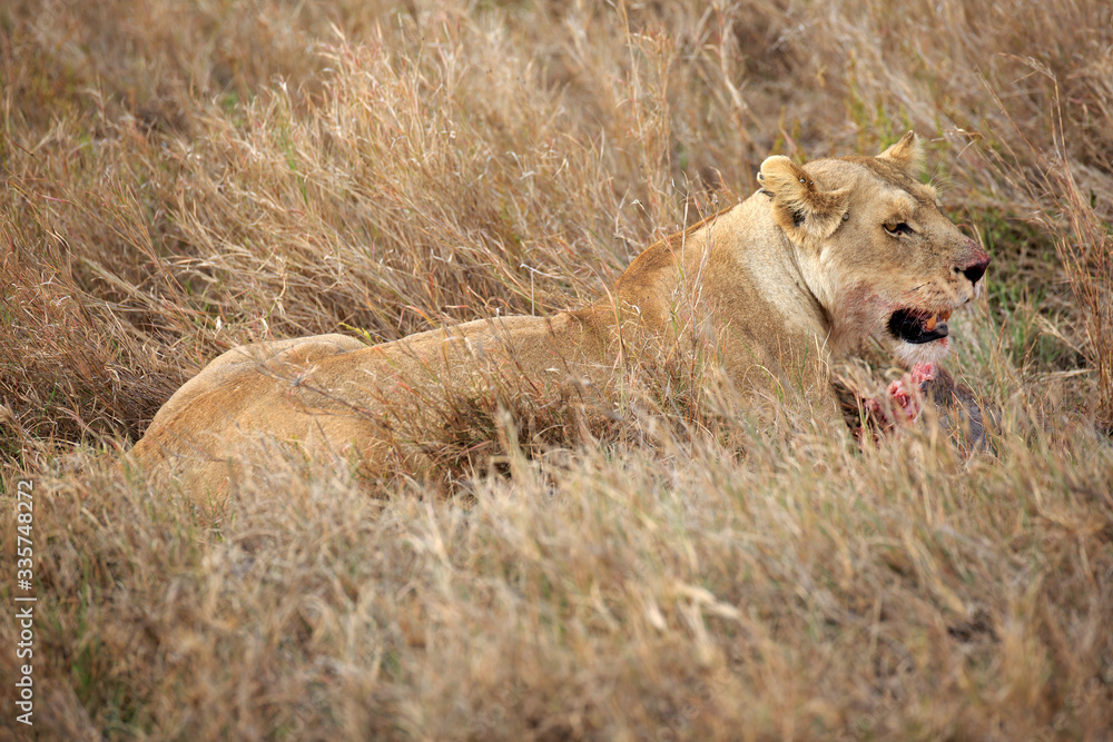 Fototapeta premium Löwin