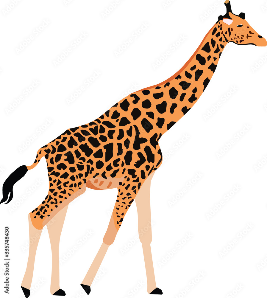 Obraz premium giraffe vector illustration