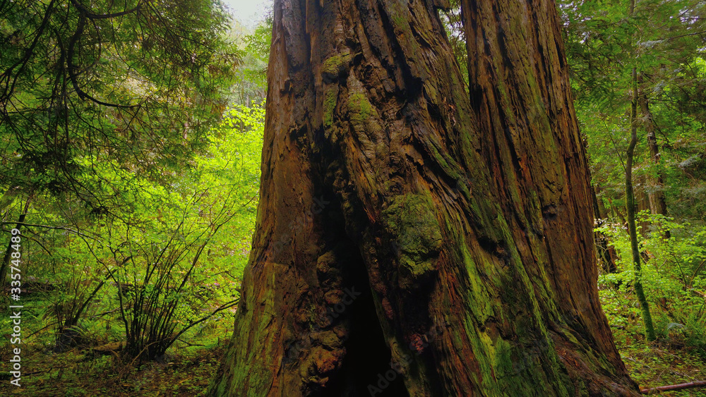 The Giant red Cedar trees at Redwoods National Park The Giant red Cedar trees at Redwoods National Park