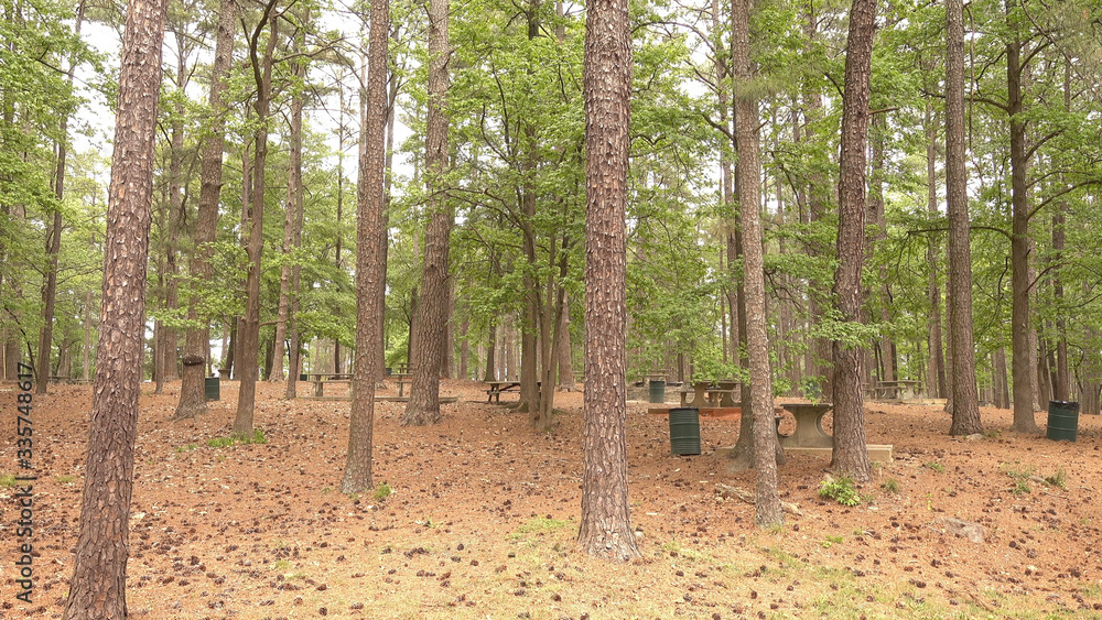 Picnic area in the forest of Stone Mountain National Park Picnic area in the forest of Stone Mountain National Park