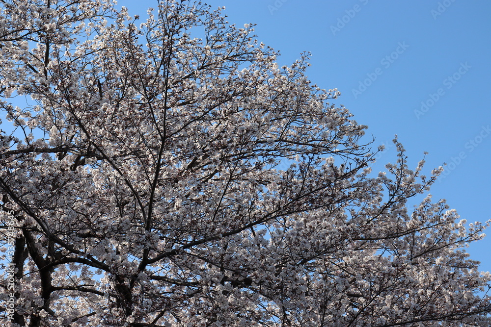 日本　桜　絶景