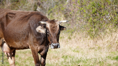 Farm animals in freedom concept: a dark happy brown cow grazes freely in a meadow