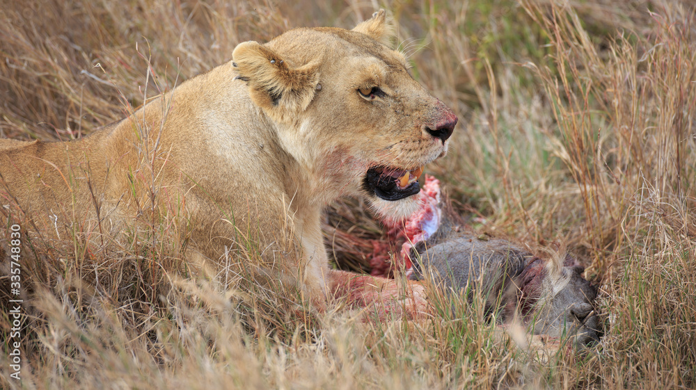 Fototapeta premium Löwin
