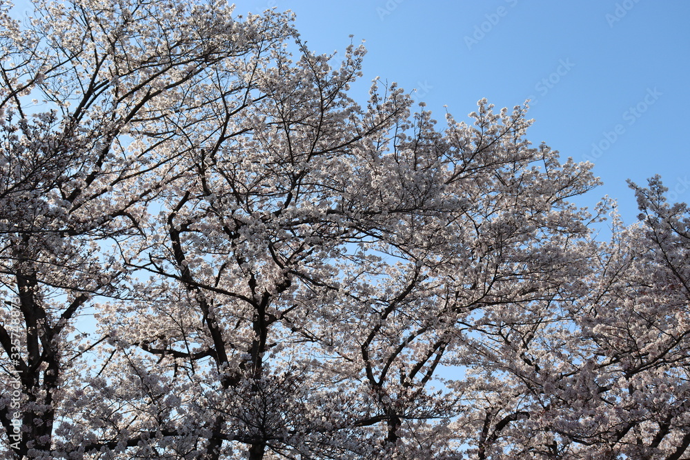 日本 桜 絶景 日本 桜 絶景
