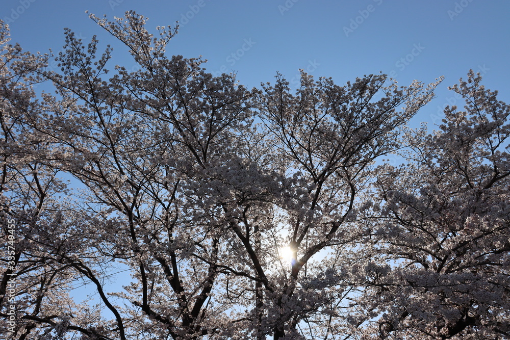 日本 桜 絶景 日本 桜 絶景