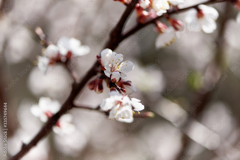 Flowering white flowers of tree branch. Flowering white flowers of tree branch.