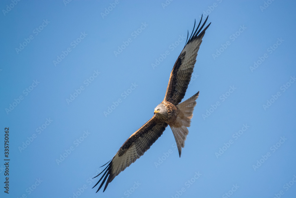 red kite in flight with blue sky in the background