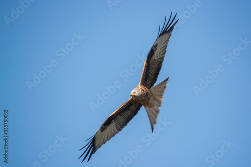 red kite in flight with blue sky in the background