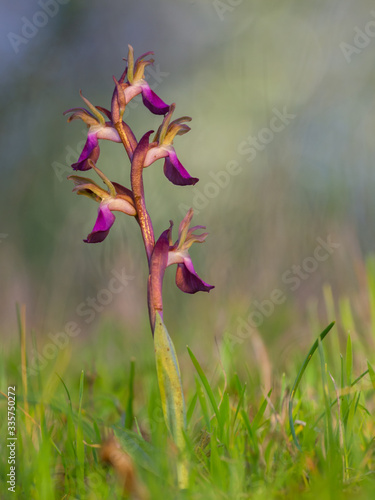 nice wild orchid in spring with evening light. anacamptis collina photo