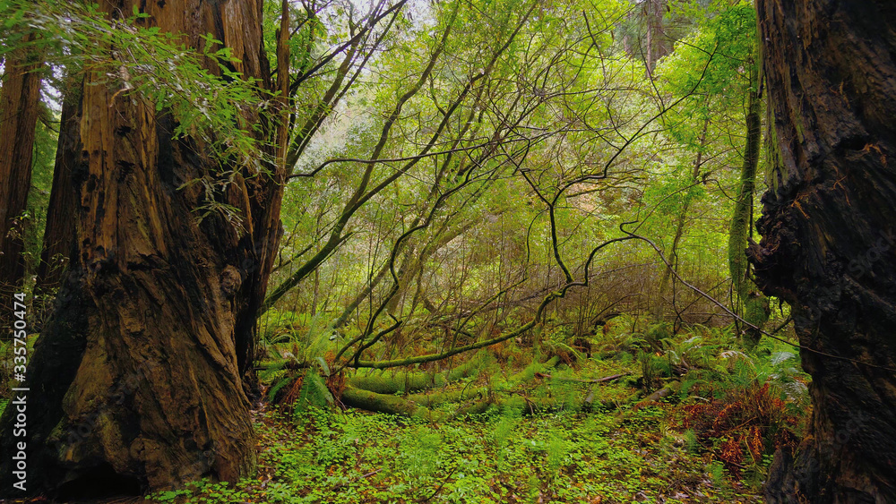 The Giant red Cedar trees at Redwoods National Park The Giant red Cedar trees at Redwoods National Park