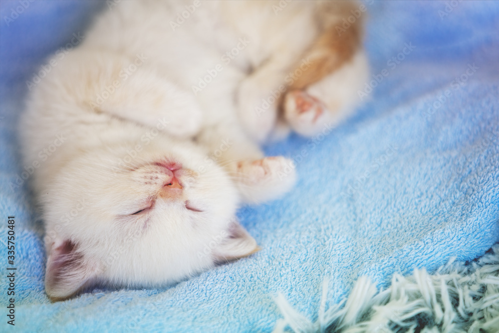 Fototapeta premium Sleeping cute little kitten on a soft blue blanket