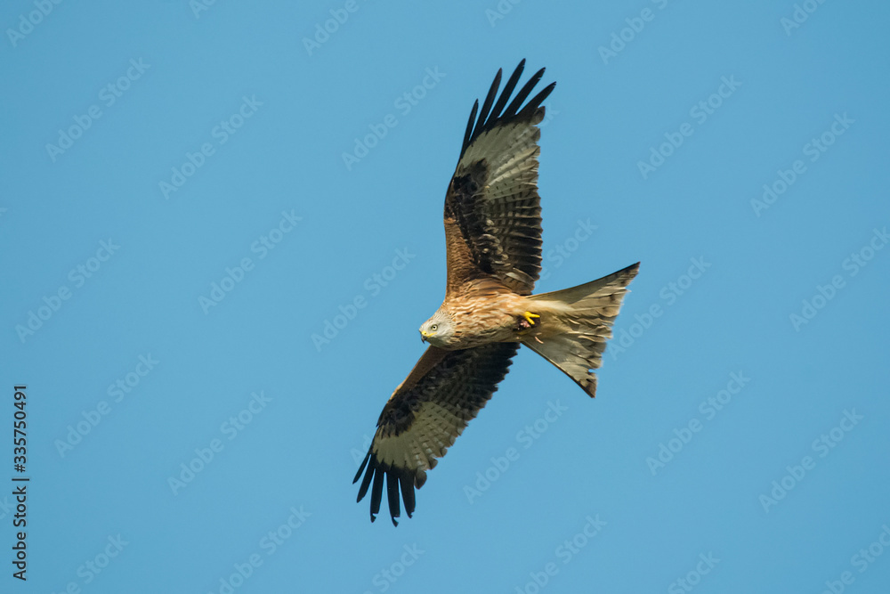 Obraz premium red kite in flight with blue sky in the background