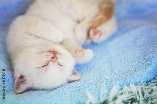 Sleeping cute little kitten on a soft blue blanket © vvvita