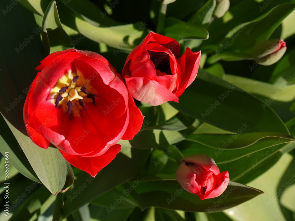 Frühlingserwachen