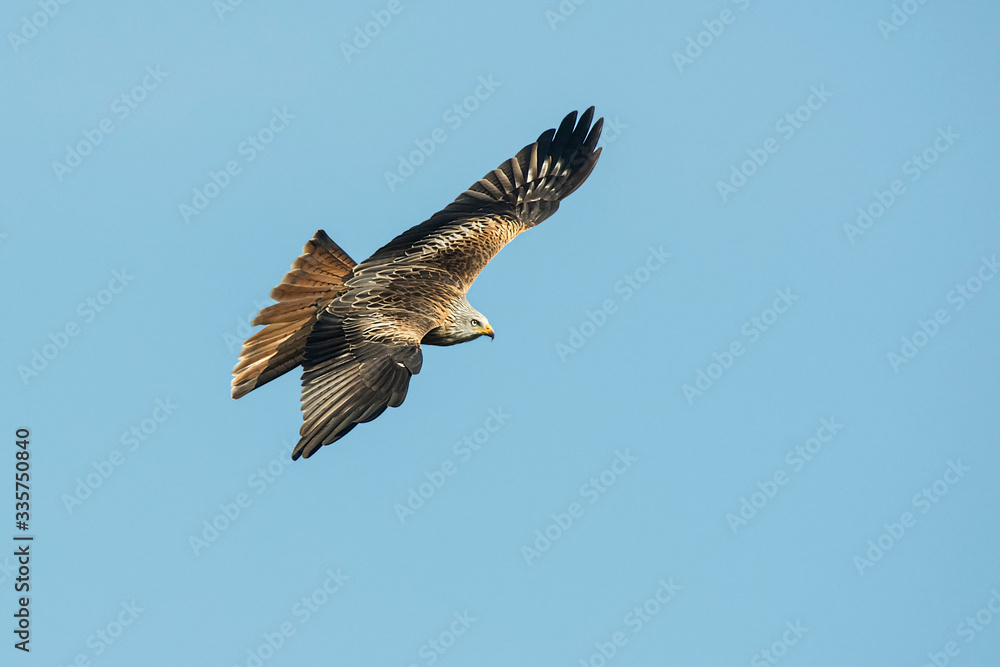 red kite in flight with blue sky in the background red kite in flight with blue sky in the background
