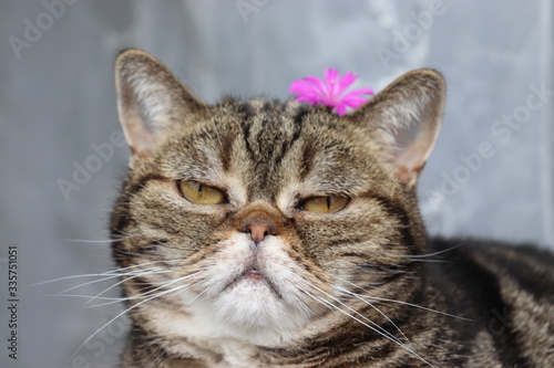 頭に花を乗せて退屈そうな表情の猫アメリカンショートヘア © chie