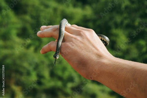 Woman Holding A Small water Snake.Green background.Close up of part of a water snake on an unrecognisable persons arm.