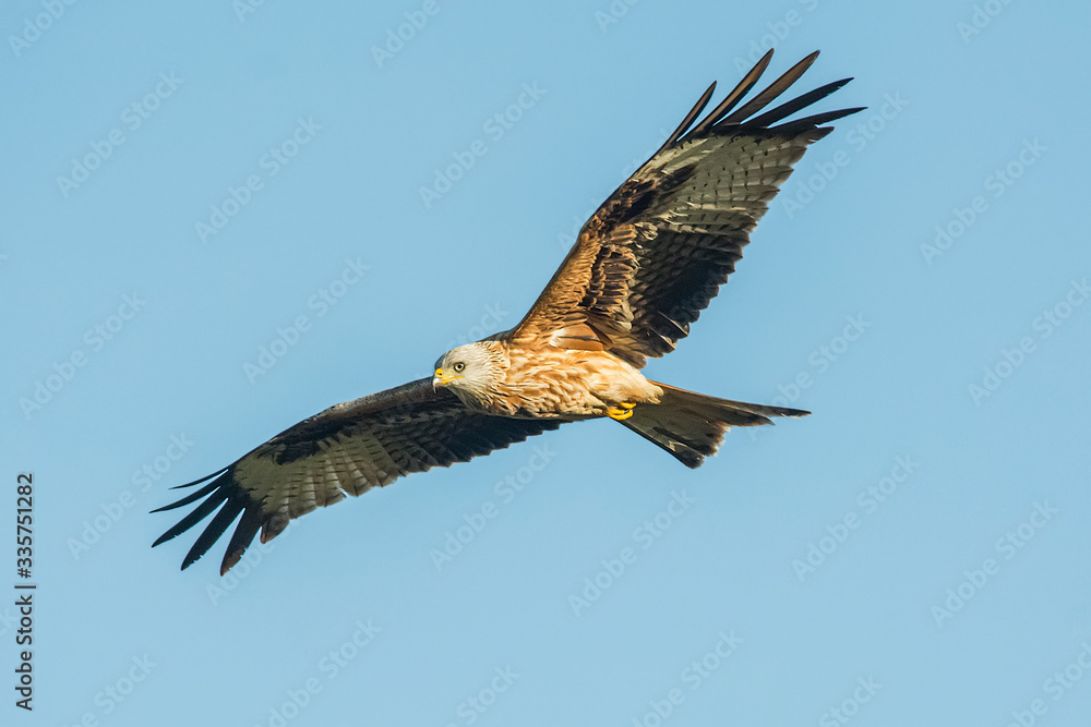 red kite in flight with blue sky in the background red kite in flight with blue sky in the background