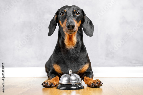 Cute dachshund laying on the floor with a bell between paws. photo