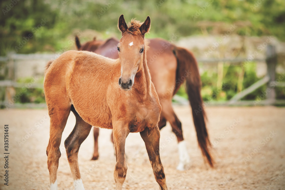 Cute chestnut curious colt walks in the paddock on the farm with his mother on a summer day. Cute chestnut curious colt walks in the paddock on the farm with his mother on a summer day.