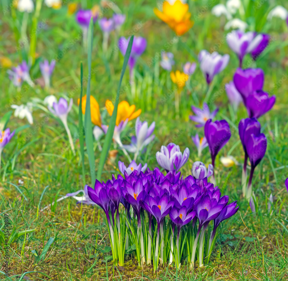 Spring meadow with various crocus flowers
