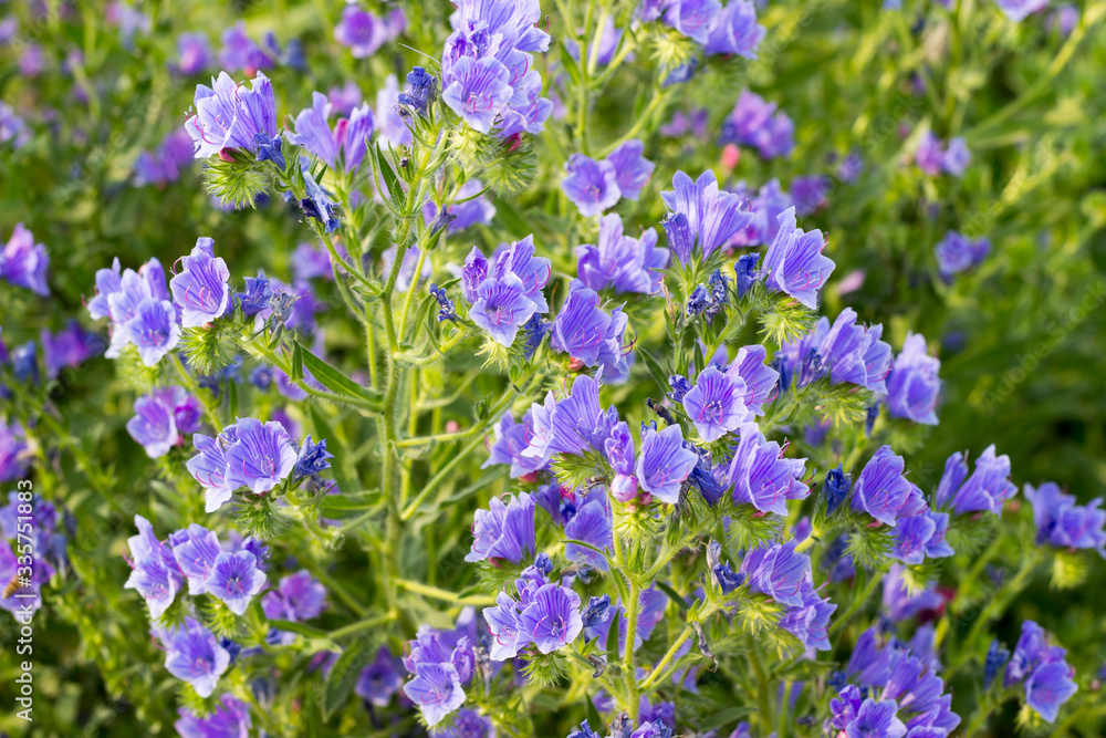 Fototapeta premium lavender flowers in the garden
