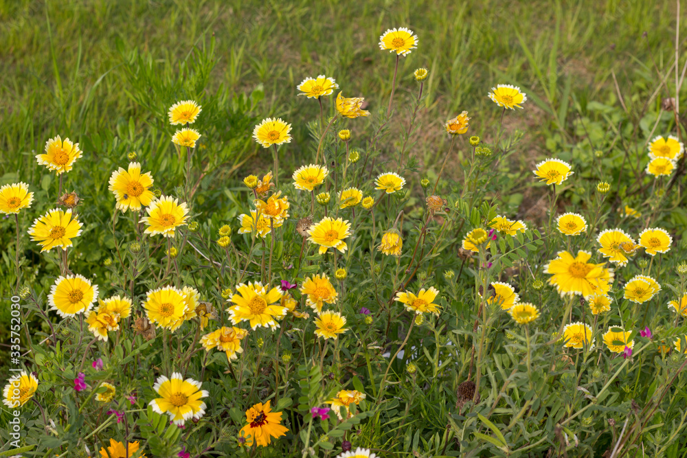 field of yellow dandelions field of yellow dandelions