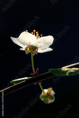 White flowers in spring garden