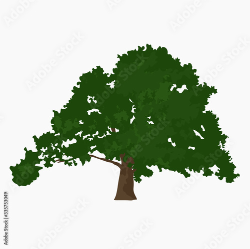 California red oak. Vector stock illustration of oak crown. Green leaves and acorns. Grove. Leaf crown.  New jersey. Deciduous tree. Forest Isolated on a white background