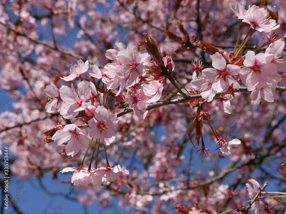 Fototapeta premium Blütentraum