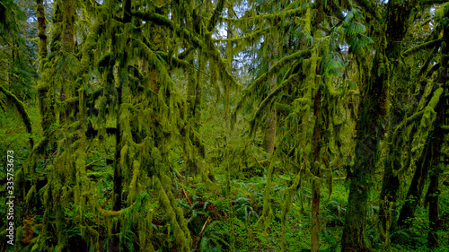 Rain Forest near Forks - awesome nature © 4kclips
