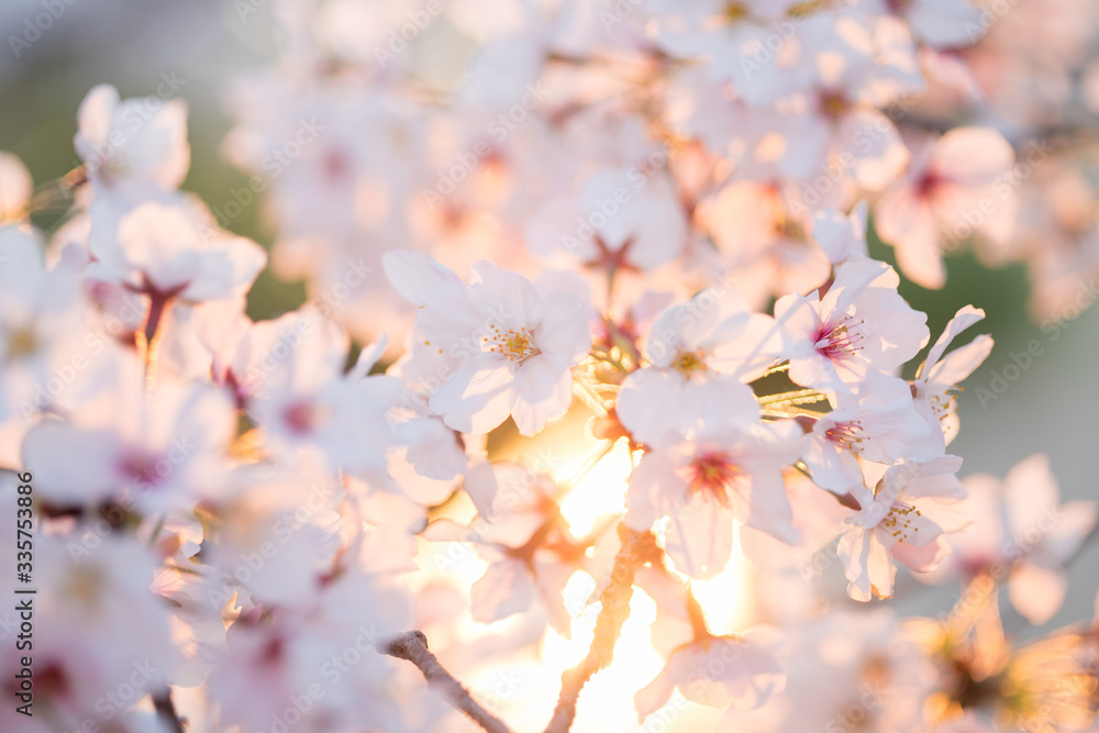 満開の桜の花と綺麗な夕日