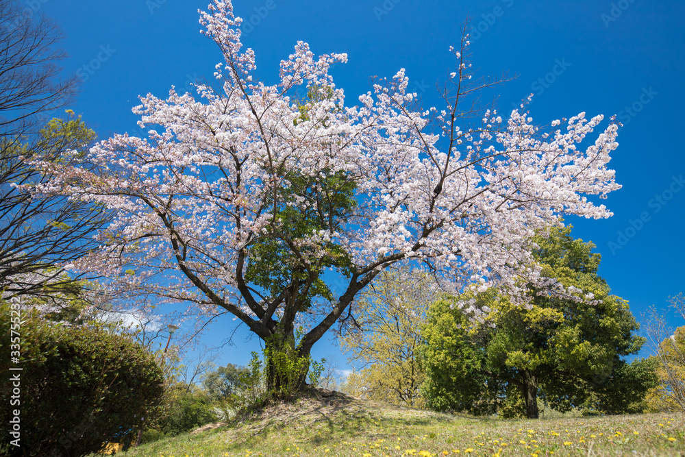 公園の満開の桜の木と青空 公園の満開の桜の木と青空