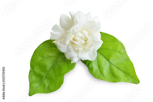 Thai jasmine white flower isolated on white background.This has clipping path. 
