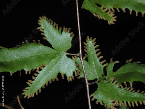  climbing fern, lygodium flesuosum,leaf, plant, green, nature, forest, leaves, frond, garden, foliage, ferns, flora, tropical, spores, environment, botany,  photo