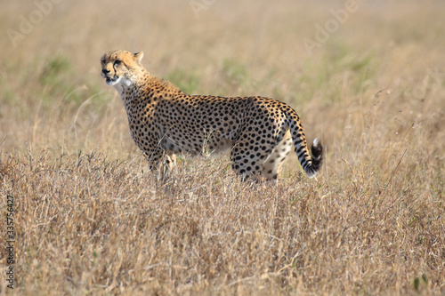 Canvas Print Gepard
