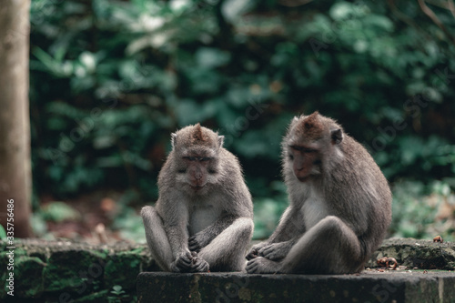 Monkeys on the territory Monkey Forest - a temple complex in Ubud among the tropical jungle.