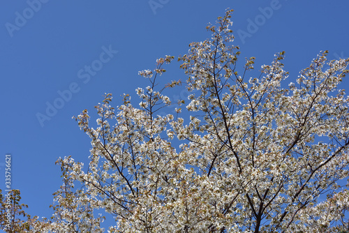 日本の春の美しい桜