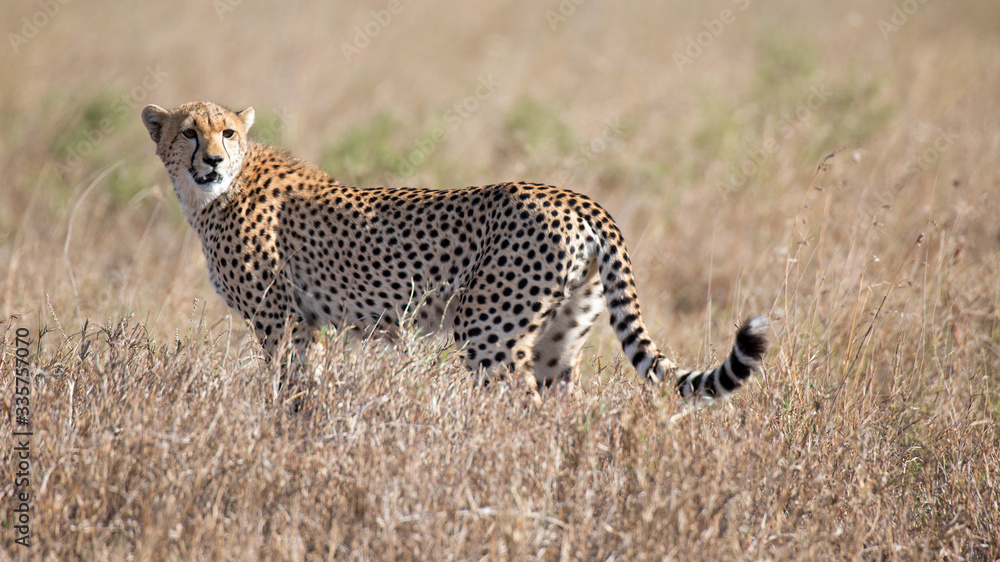 Gepard