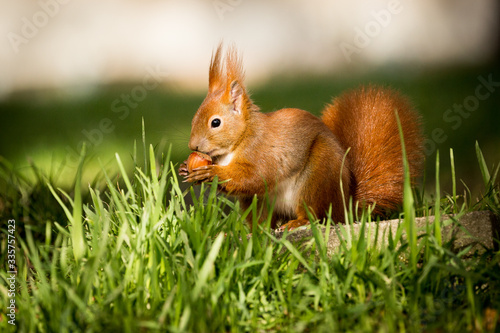 Eichhörnchen oder Oachkatzlschwoaf